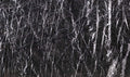 Grigio Carnico marble texture - ultra high resolution photo of a real slab, 230 MP