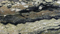 Dedalus Green quartzite texture - ultra high resolution photo of a real slab, 229 MP