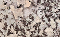 Paradonia quartzite texture - ultra high resolution photo of a real slab, 614 MP