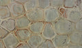 Turtle quartzite texture - ultra high resolution photo of a real slab, 632 MP